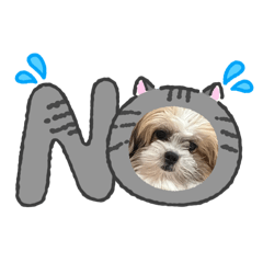 SALMON Si_20260420094759