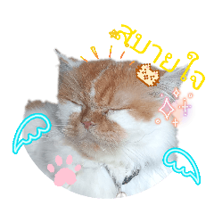 ava darunporn_20260420112835