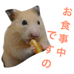 キンクマハムスターのきんちゃん - LINE スタンプ | LINE STORE