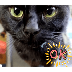 yumemaru_20260419233032