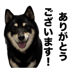 Mozuku_shibainu_20260416142514