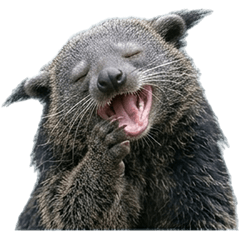 Binturong live action