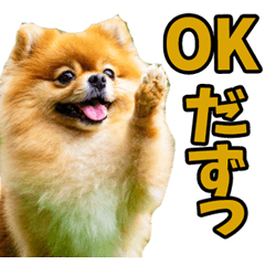 Pomeranian in Yamagata