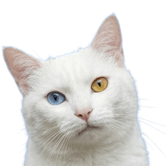 異眼白貓真人表演