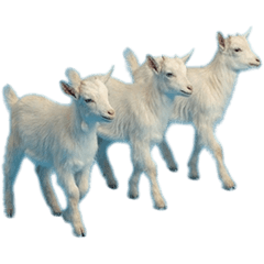 小山羊真人表演