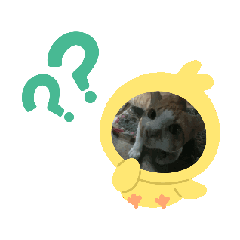 som laddawan_20260420123851