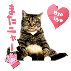 The cats of the Inoue family