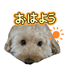 yin_20260420162040