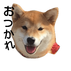 SHIBA KOMA