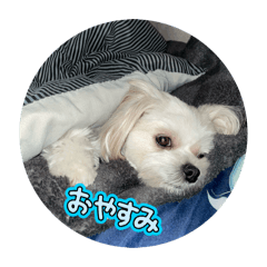nika_20260417123425