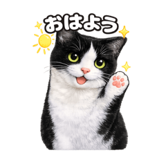 Black-and-White Tuxedo Cat 20260421