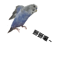 blue parrot
