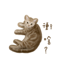 年糕跟湯圓的機智生活