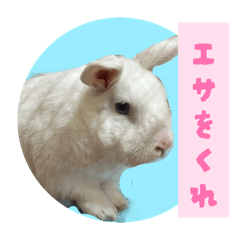 usagiiiii_20260420200203