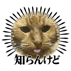 tonton_20260420195718