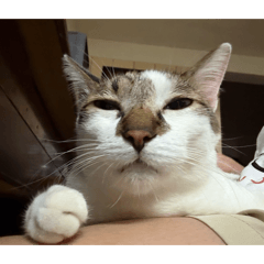 小卯咪的日常-2