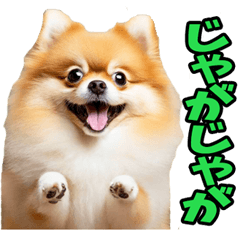 宮崎弁☆ポメラニアン