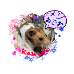 Heart cat_20260420202546