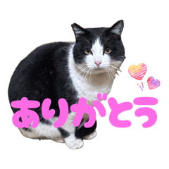 shima_20260420201355