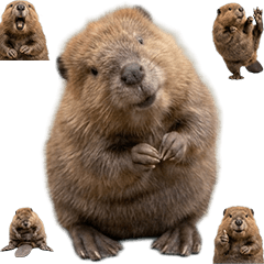 海狸寶寶真人表演