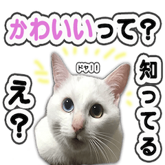 Cute Cat Daily Stickers!!