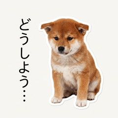 豆柴犬的真心話1 搞笑篇 ♪ AG