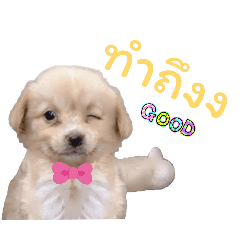Cute puppi