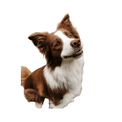 Brown Border collie The smartest dog