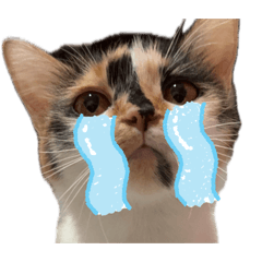 Jit Lit_20260420160315