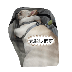 daizu_20260420181512