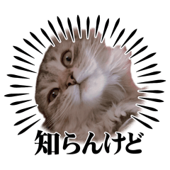 cool cat_20260420182008