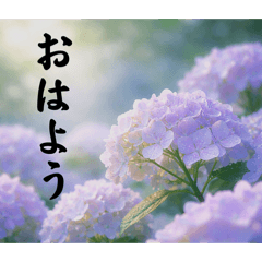 Elegant Hydrangea Photo Stickers