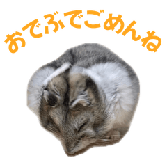 Chubby Hamster Hamukichi