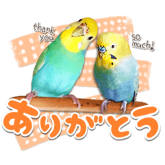 mulatep_piikopeeko