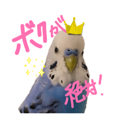 chachu_20260420233421