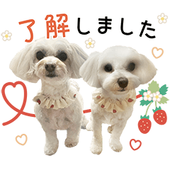 Kinakomochi sticker