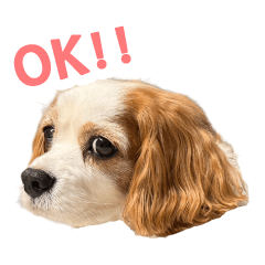 Elmer the Cavalier King Charles Spaniel