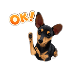 Hachi_20260420193907