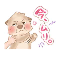 maomao_20260420223732