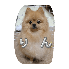 rin_pome_20260420224013