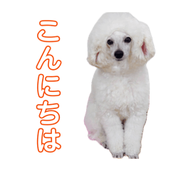 cha-33_20260421013551