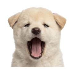 Sleepy Baby Animal Vibes