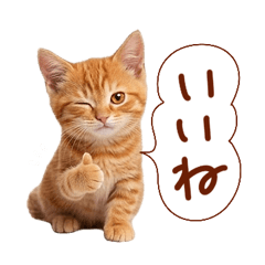 My cat-red tabby cat