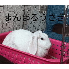 ayuki_20260421085520