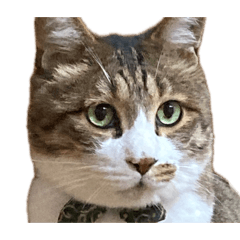 imumumu_20260420231644