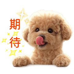 快樂酷吉的日常