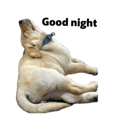 小小里歐真可愛