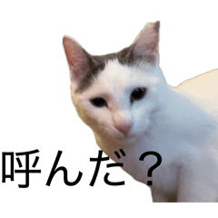 aiaiai_20260421101222