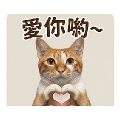 橘子 貓 的行動貼圖
