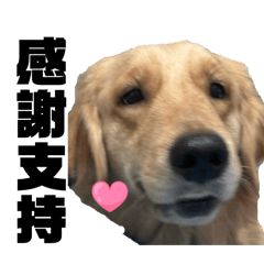 調派金毛小獅王辛巴派車中